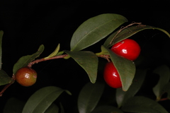 Eugenia cotinifolia subsp. phyllyraeoides